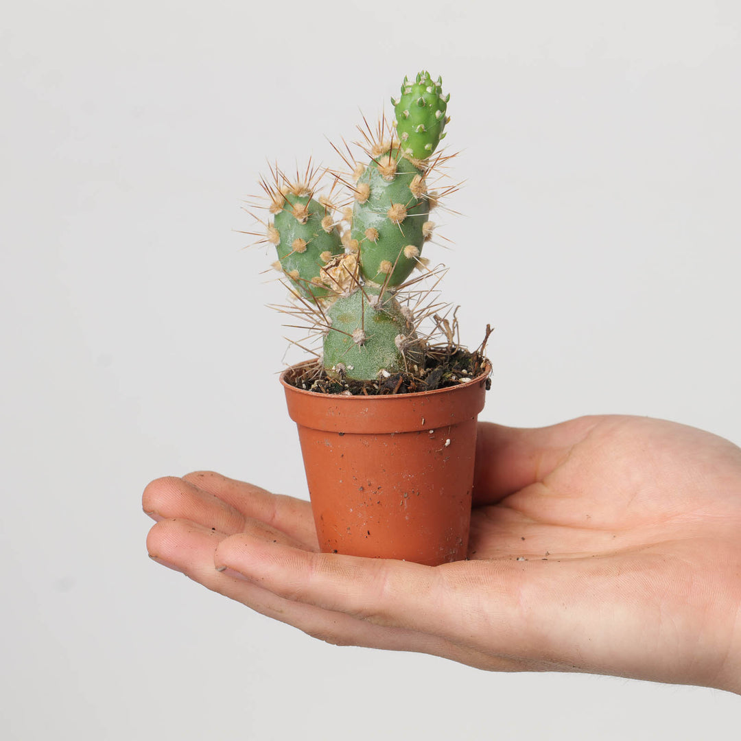 Opuntia fragilis - GROW TROPICALS