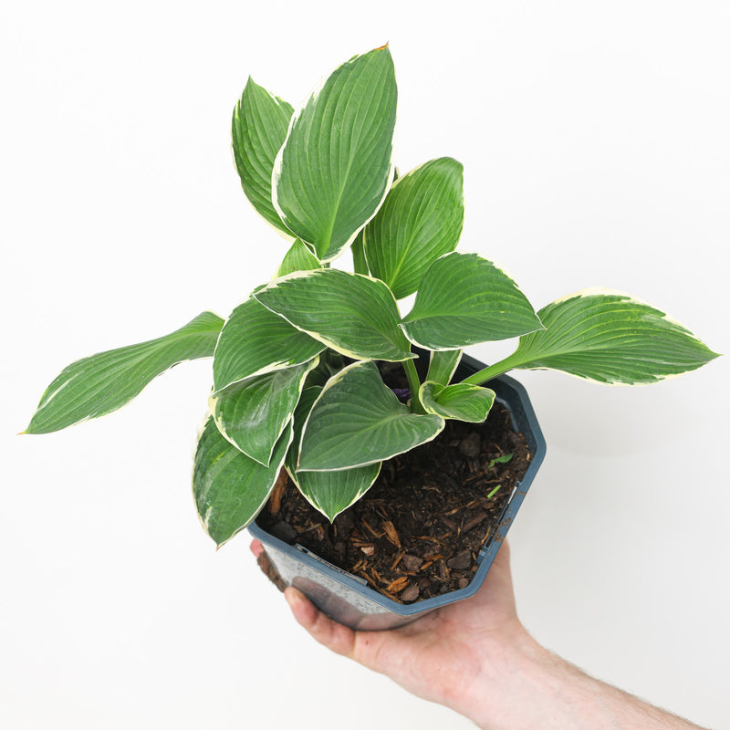 Hosta 'Francee' Plants - Outdoor GROW TROPICALS