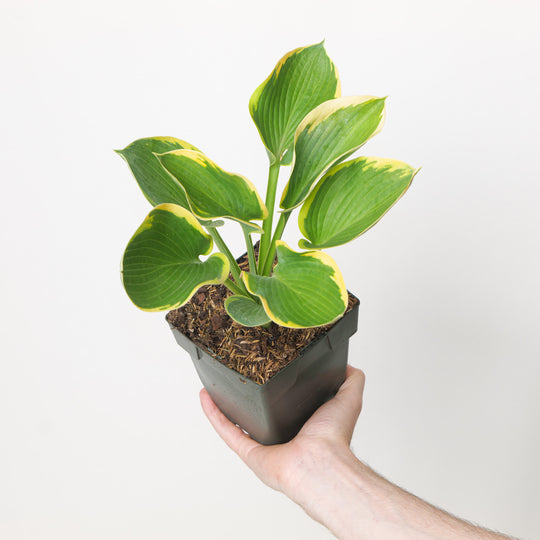 Hosta sieboldiana 'Frances Williams'