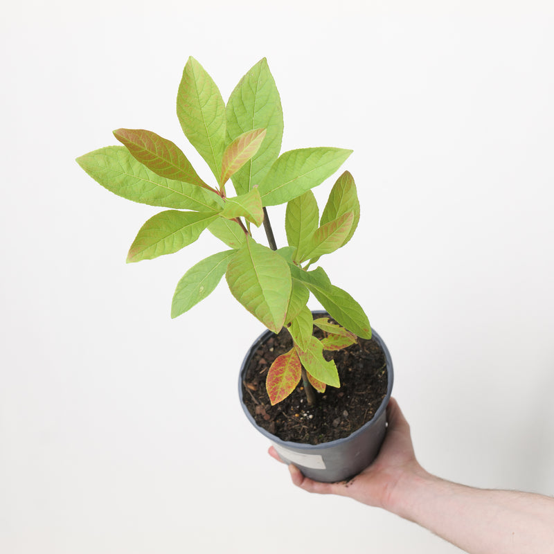 Franklinia alatamaha Plants - Outdoor GROW TROPICALS