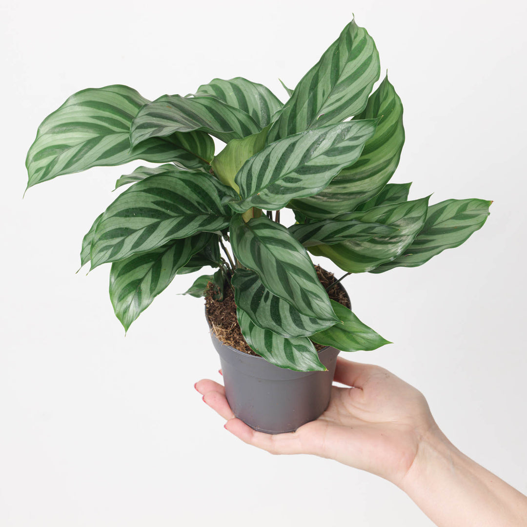 Calathea 'Freddy' - GROW TROPICALS