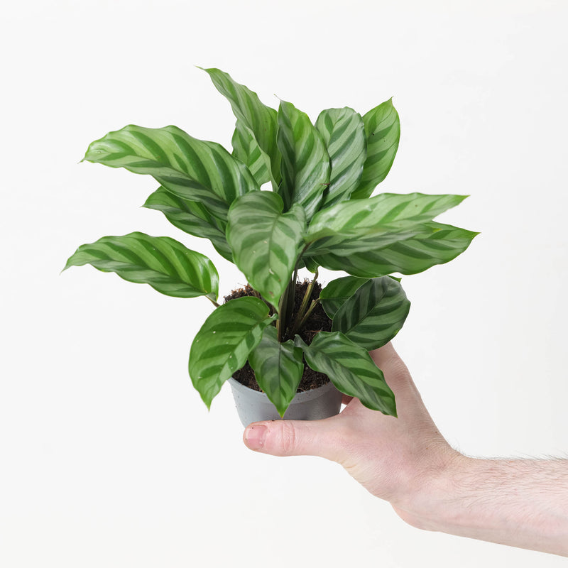Calathea 'Freddy' 9cm Plants GrowTropicals