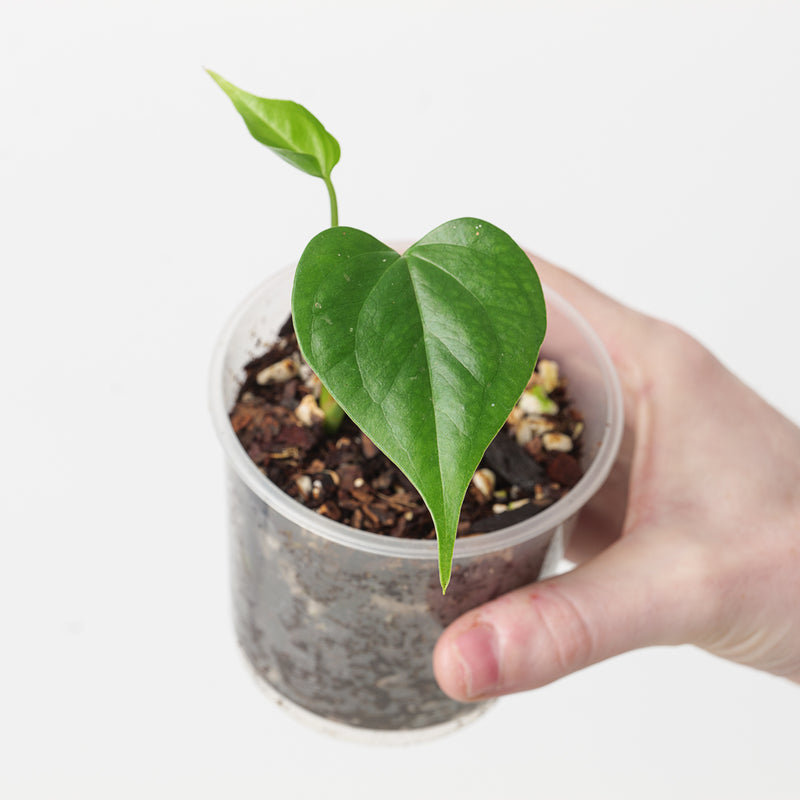 Anthurium fredmulleri Plants GrowTropicals