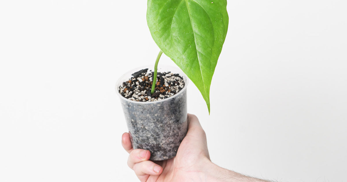 jay vannini anthurium Anthurium fredmulleri | Plants