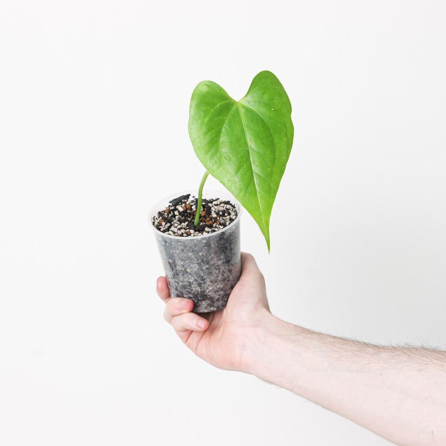 Anthurium fredmulleri 9cm Plants GrowTropicals