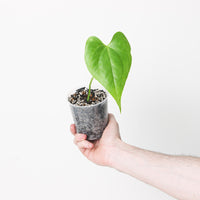 Anthurium fredmulleri