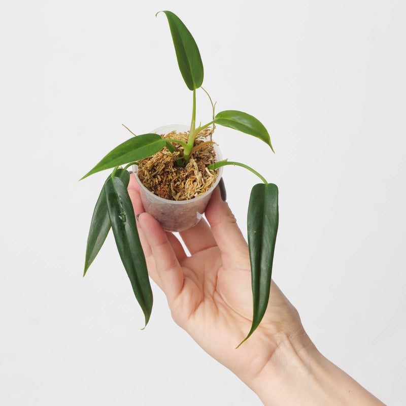Philodendron sp. French Guyana Plants GrowTropicals