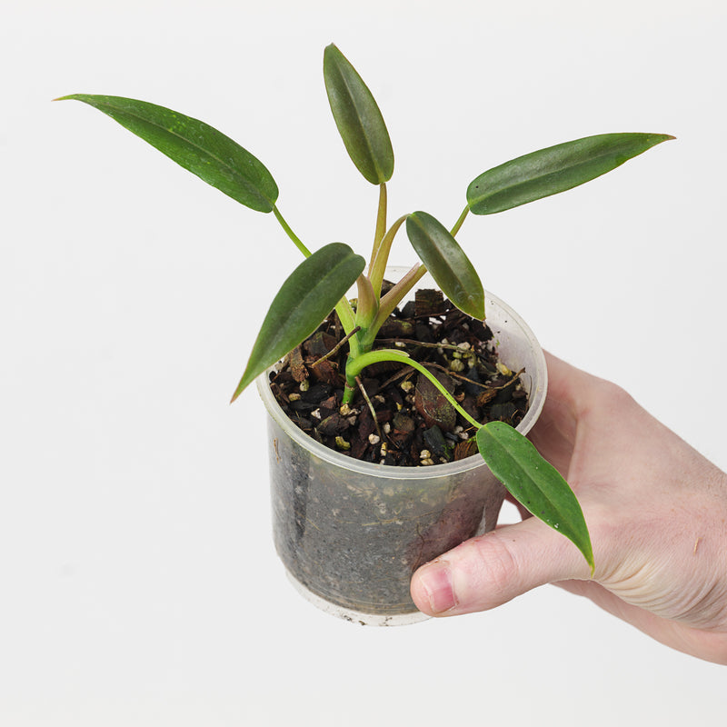 Philodendron sp. French Guyana Plants GrowTropicals