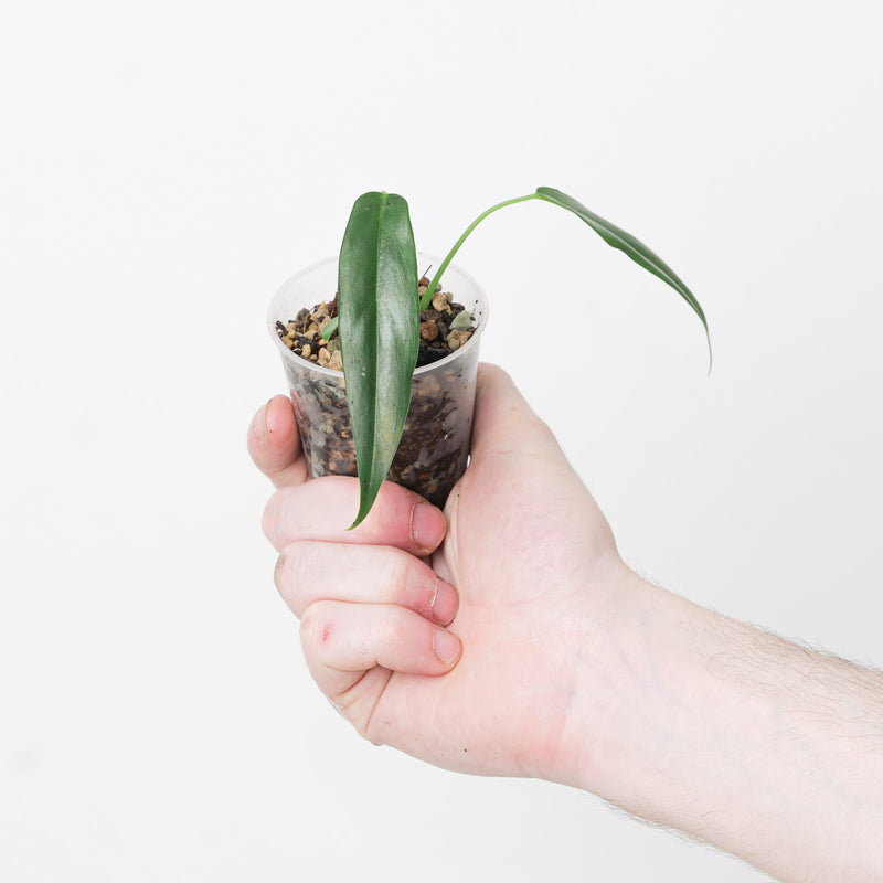 Philodendron sp. French Guyana — 6cm
