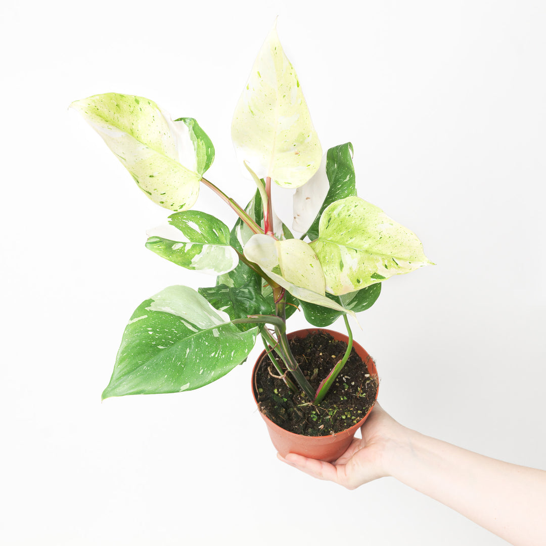 Philodendron 'Fresh Aurea' Plants GrowTropicals