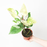 Philodendron 'Fresh Aurea'