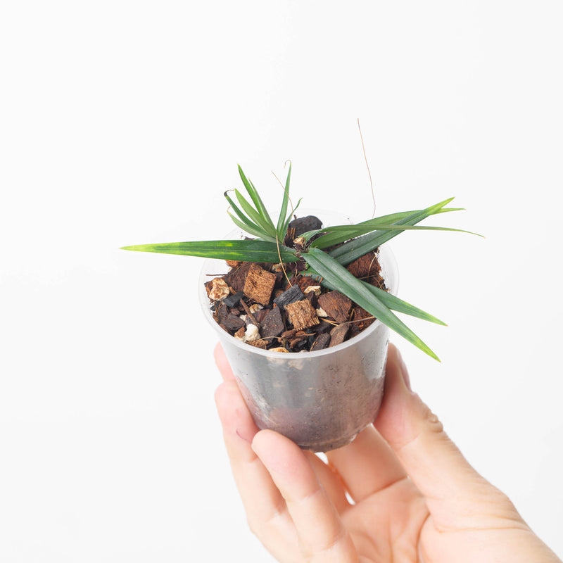 Freycinetia rigidifolia — 6cm
