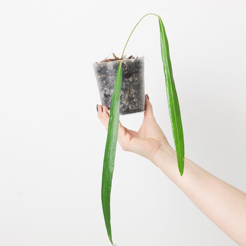Anthurium friedrichsthalii Plants GrowTropicals