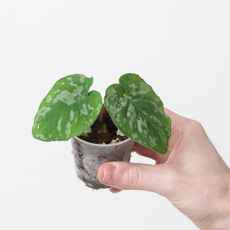 Homalomena sp. 'Frog' Plants GrowTropicals