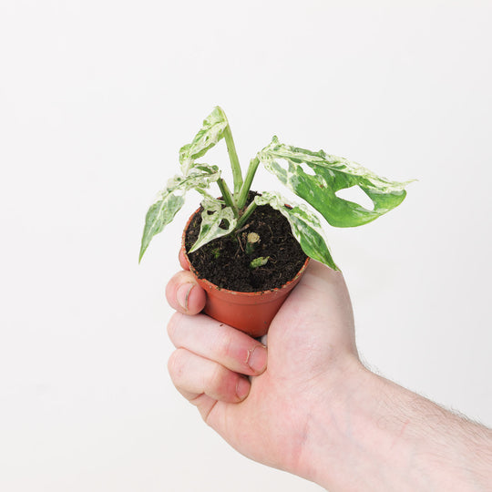 Monstera 'Frozen Freckles' Plants GrowTropicals
