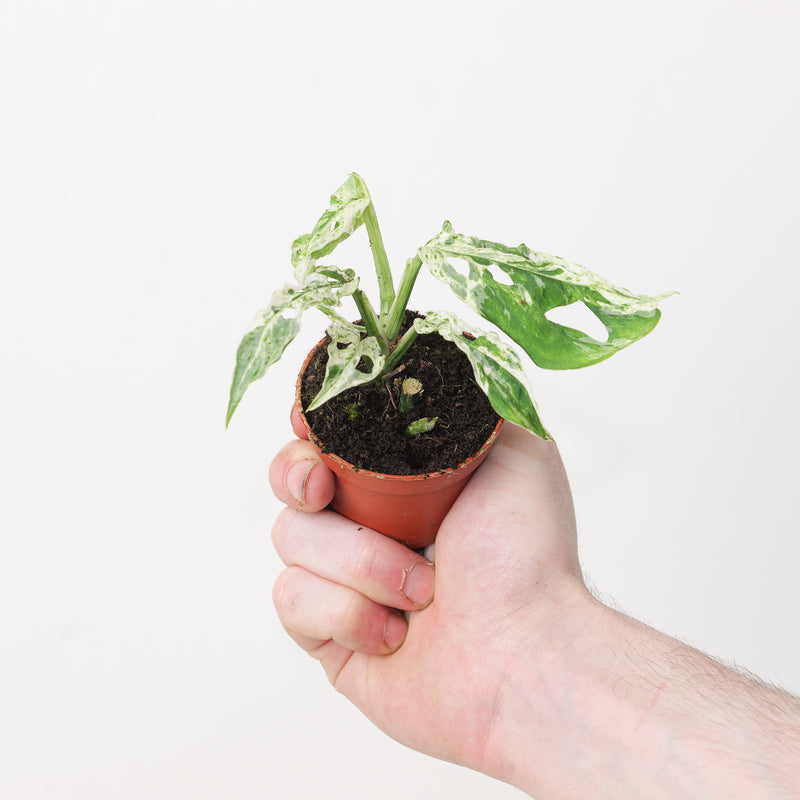 Monstera 'Frozen Freckles' Plants GrowTropicals