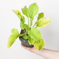 Hosta 'Frozen Margarita'