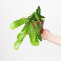 Epiphyllum Fruhlings Gold