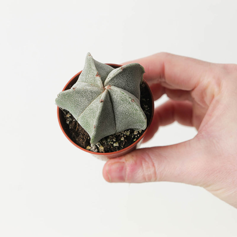 Astrophytum myriostigma | Bishop's Cap Cactus — 5.5cm