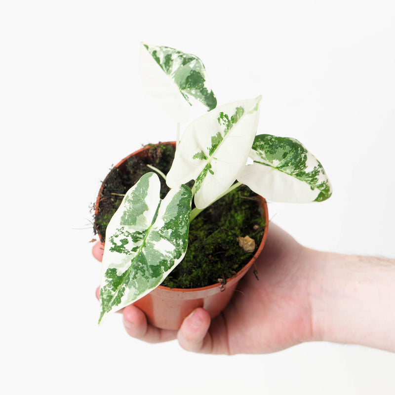 Alocasia 'Frydek' Variegata Plants GrowTropicals