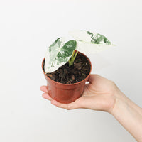 Alocasia 'Frydek' Variegata