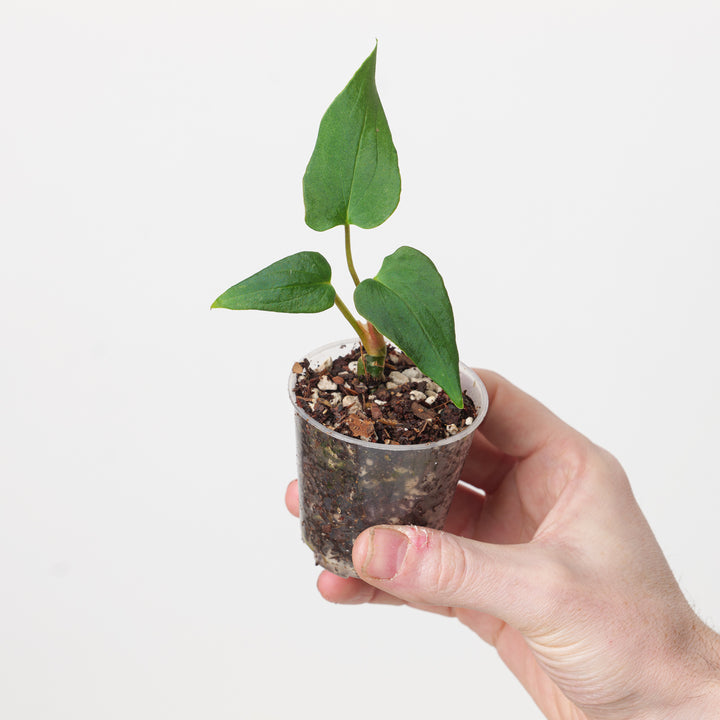 Anthurium papillilaminum 'Fort Sherman' - GROW TROPICALS