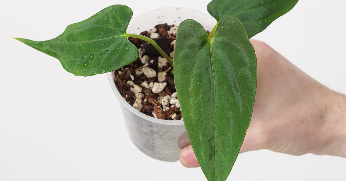 anthurium fort myers fl Anthurium papillilaminum 'Fort Sherman' | Plants