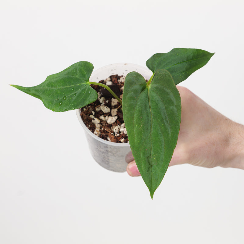 Anthurium papillilaminum 'Fort Sherman' 9cm Plants GrowTropicals