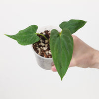 Anthurium papillilaminum 'Fort Sherman'