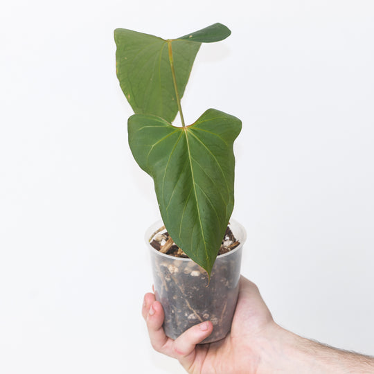 Anthurium 'Fort Sherman' x Portillae 'Indo Form' A1 Plants GrowTropicals