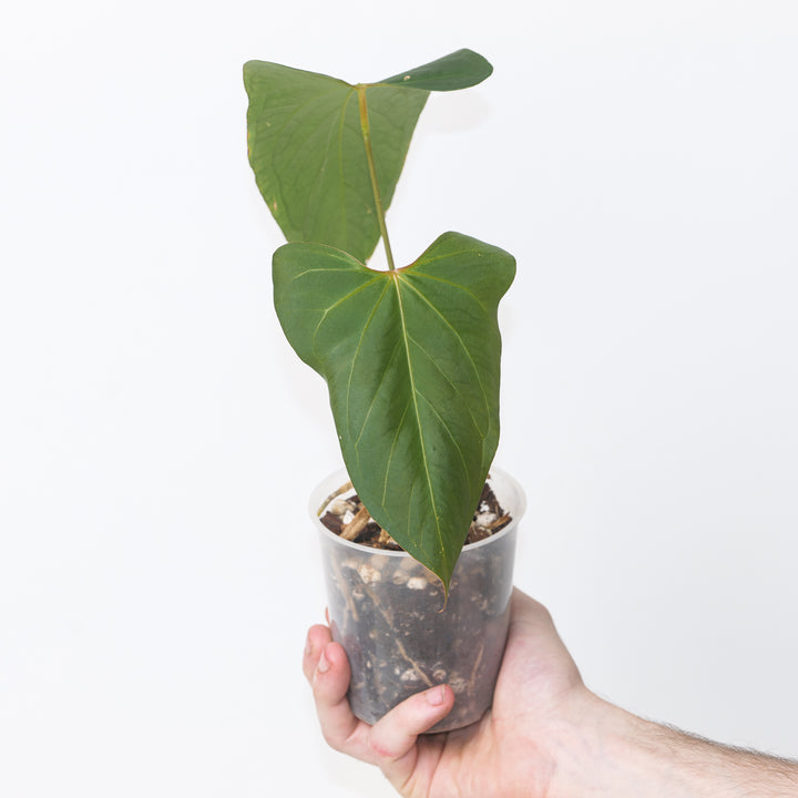 Anthurium 'Fort Sherman' x Portillae 'Indo Form' A1 Plants GrowTropicals