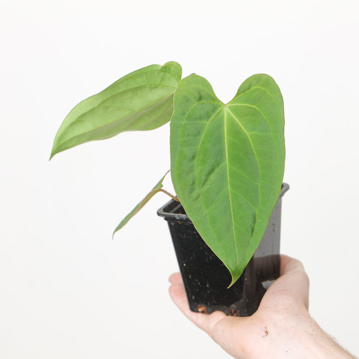 Anthurium Fort Sherman x RVDP Plants GrowTropicals
