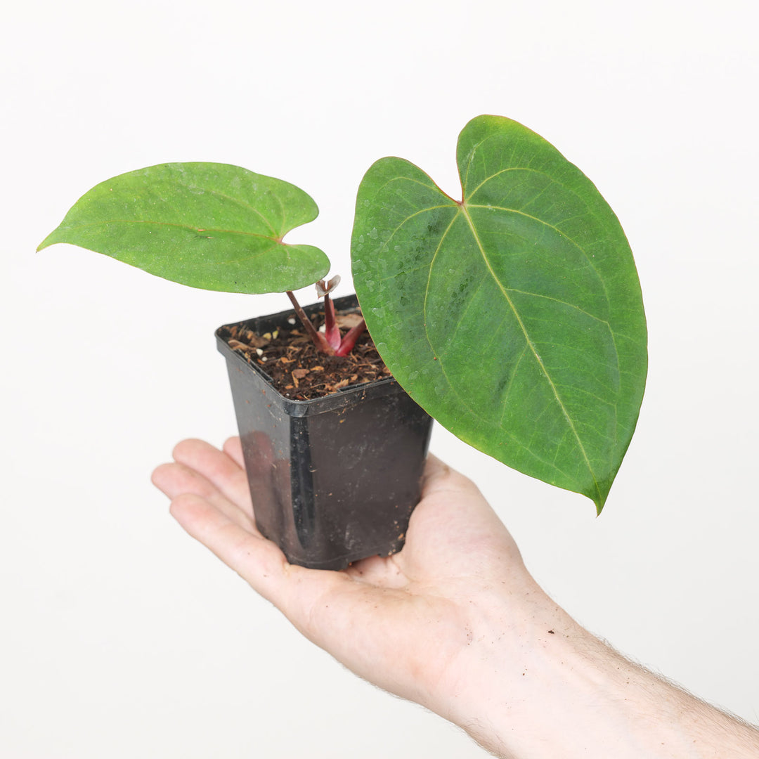 Anthurium Fort Sherman x RVDP Plants GrowTropicals