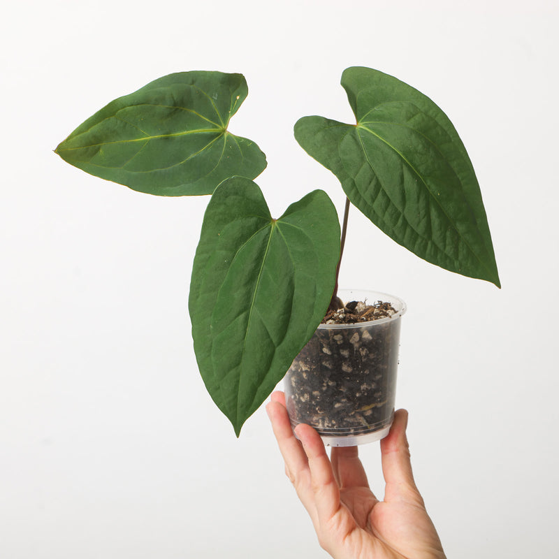 Anthurium Fort Sherman x RVDP 12cm Plants GrowTropicals