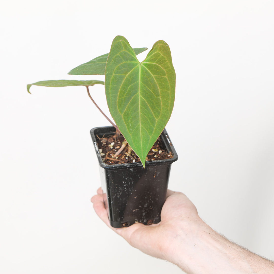 Anthurium Fort Sherman x RVDP Plants GrowTropicals