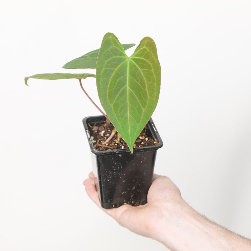Anthurium Fort Sherman x RVDP Plants GrowTropicals