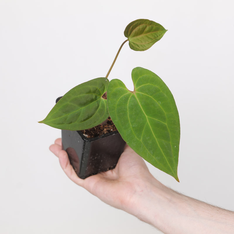 Anthurium Fort Sherman x RVDP — 7cm (Grower's Choice)