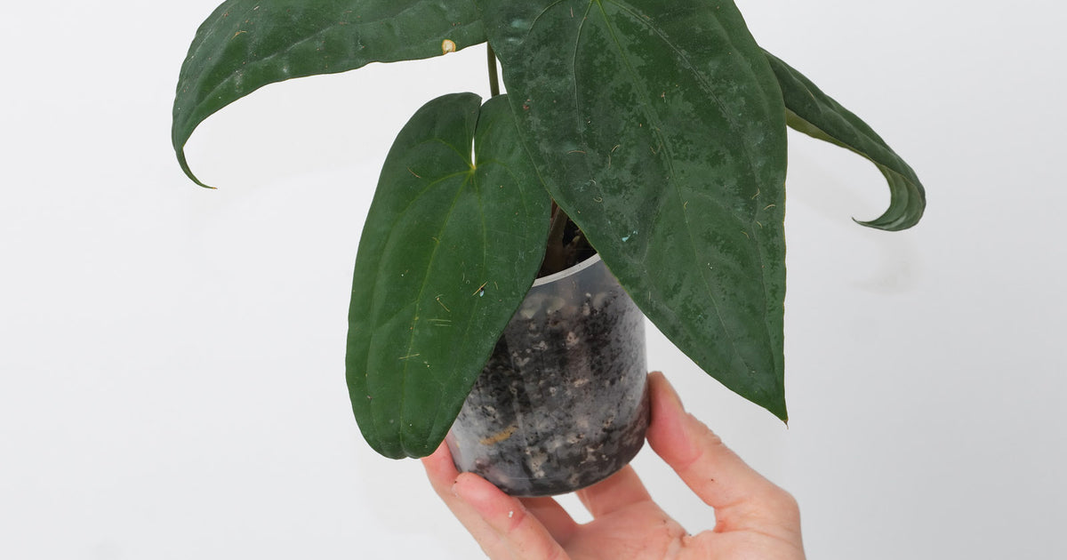 anthurium nurseries fort myers fl Anthurium 'Fort Sherman' x papillilaminum GY | Plants