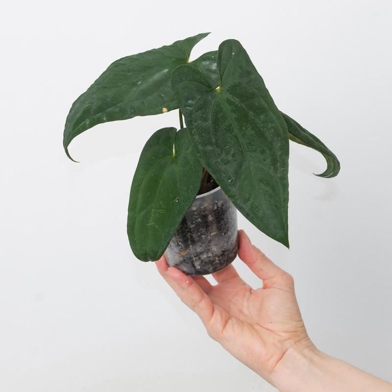 Anthurium 'Fort Sherman' x papillilaminum GY A1 Plants GrowTropicals