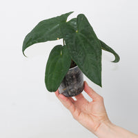 Anthurium 'Fort Sherman' x papillilaminum GY