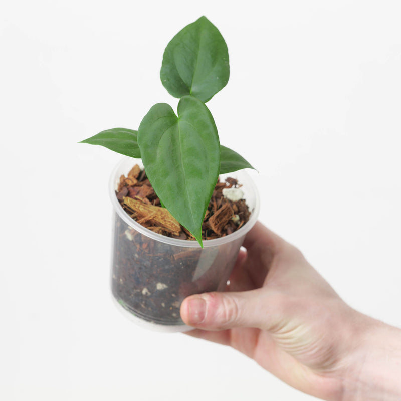 Anthurium (Flat Sinus Papi FSxRL) x Papi RA6 Plants GrowTropicals