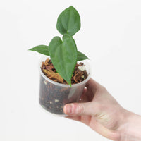 Anthurium (Flat Sinus Papi FSxRL) x Papi RA6
