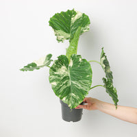 Alocasia gageana 'Albo'