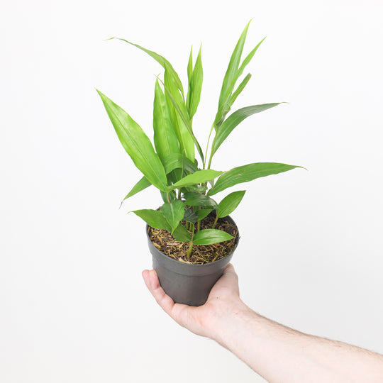 Alpinia 'Galanga' Plants GrowTropicals