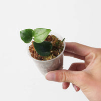 Monstera gambensis