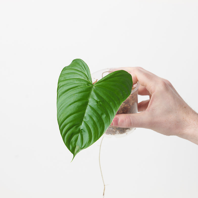 Philodendron gardeniodorum cf. Plants GrowTropicals