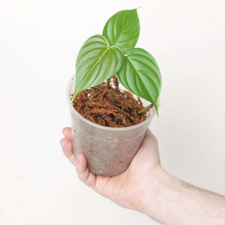 Philodendron gardeniodorum cf. 9cm Plants GrowTropicals