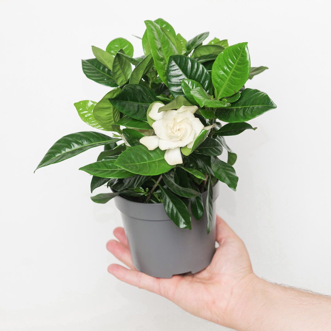 Gardenia jasminoides 'Diamond'