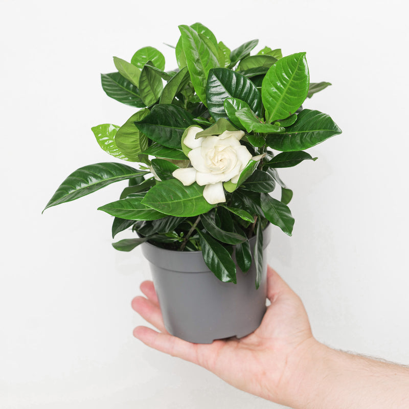 Gardenia jasminoides 'Diamond' Plants GrowTropicals