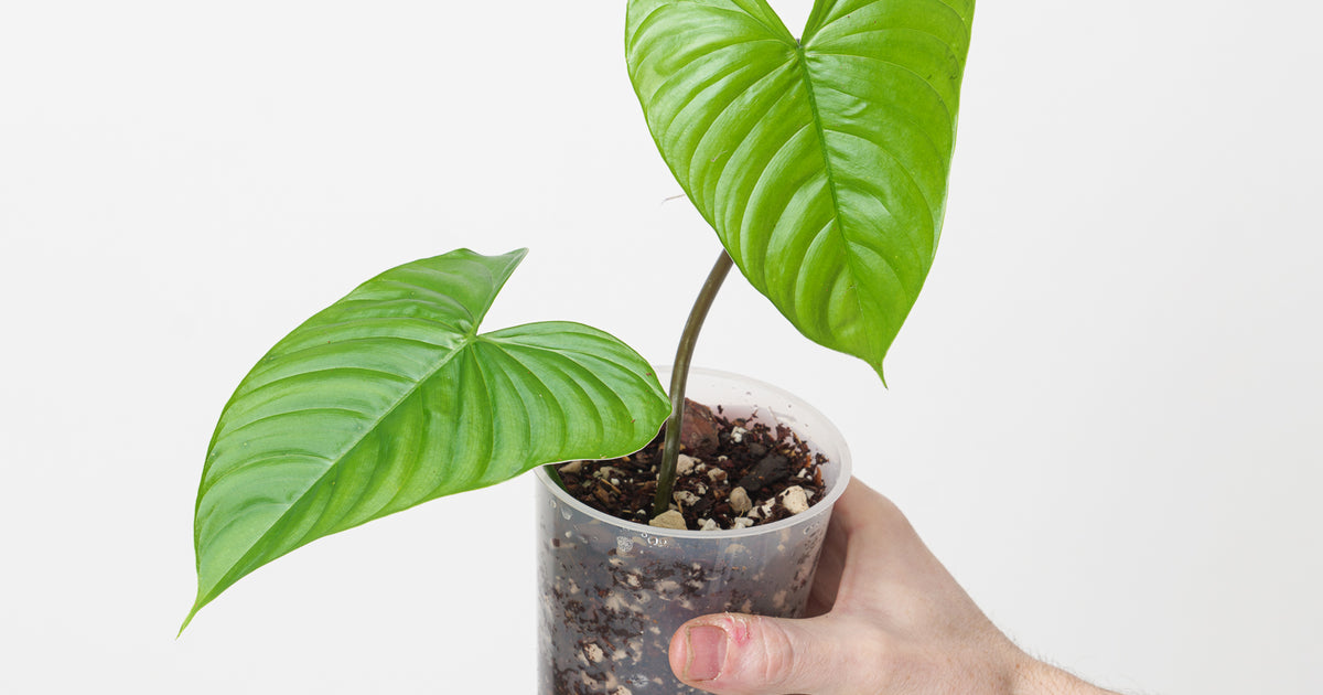 philodendron gardeniodorum Philodendron gardeniodorum cf